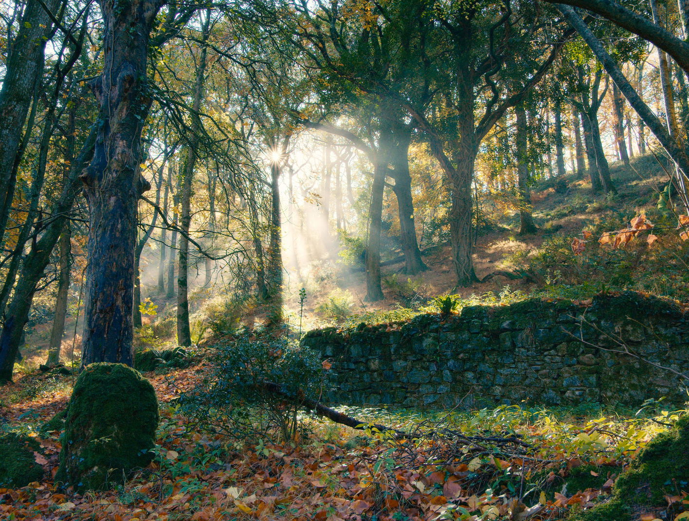 Photo of office desk surrounded by trees